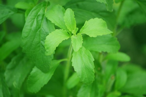 Un LabCom fructueux autour d'une plante prometteuse : la stevia